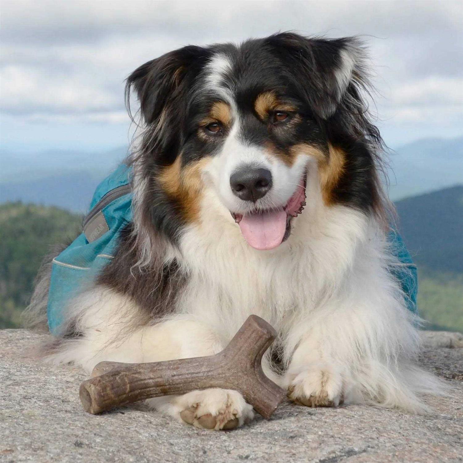 Benebone Dog Chew - Healthber