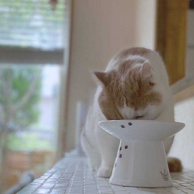 Necoichi Extra Wide Raised Cat Food Bowl - Healthber