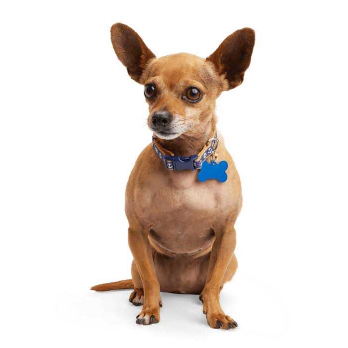 Youly Anchor Dog Collar - Healthber