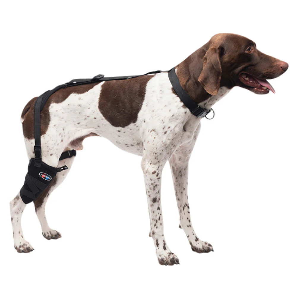 Caldera Pet Therapy Short Stifle Wrap with Therapy Gel, Medium - Healthber