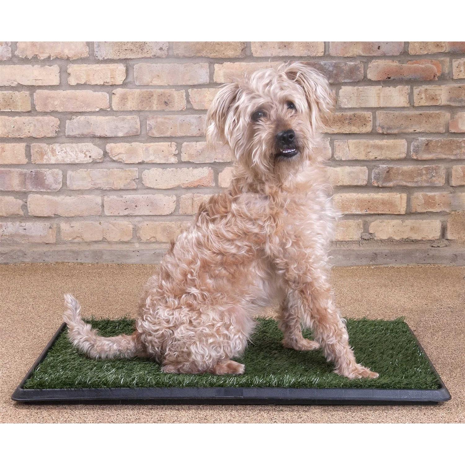 Downtown Pet Supply Dog Grass Pad with Tray, 20 x - Healthber