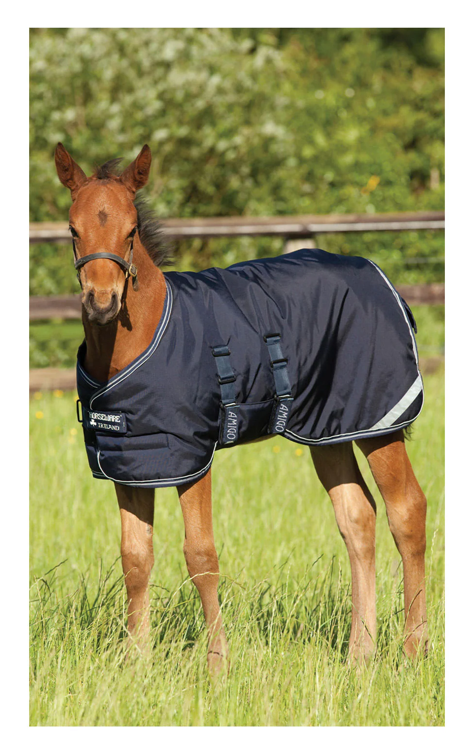 Amigo 600D Foal Blanket - Healthber