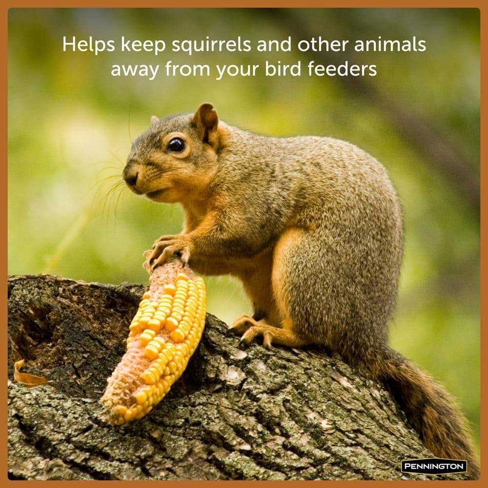 6.5 Lbs. Squirrels Ear Corn Cobs - Healthber