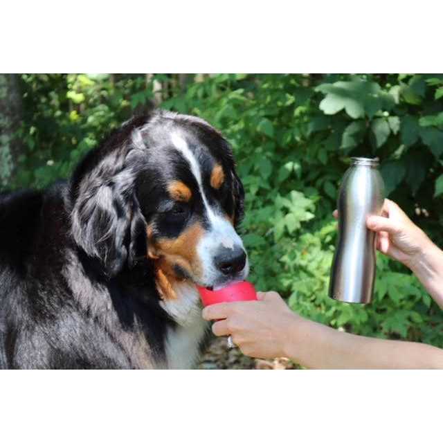 Kong H2O Stainless Steel Dog Water Bottle - Healthber