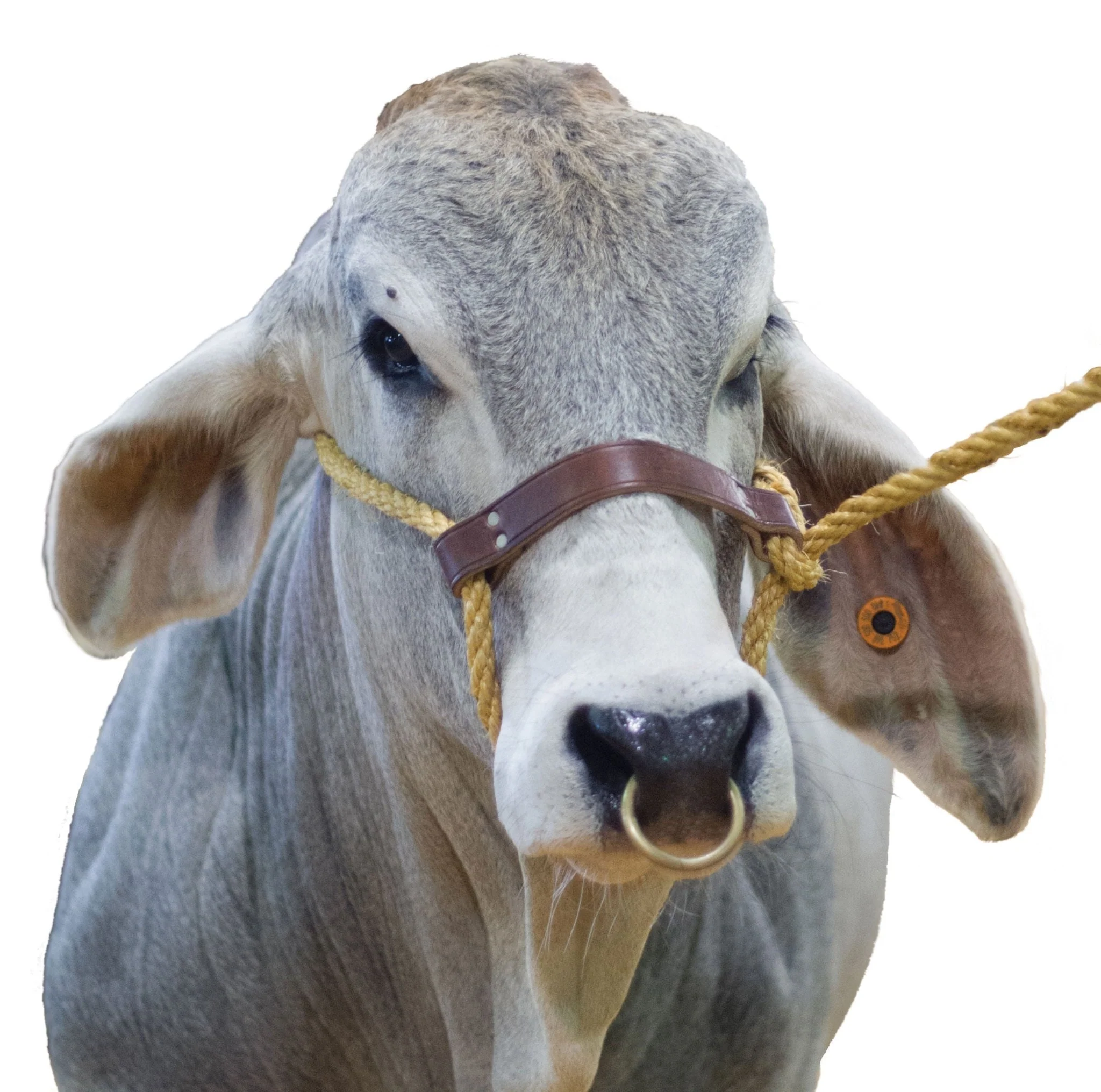 Bull Rings with Screws - Healthber
