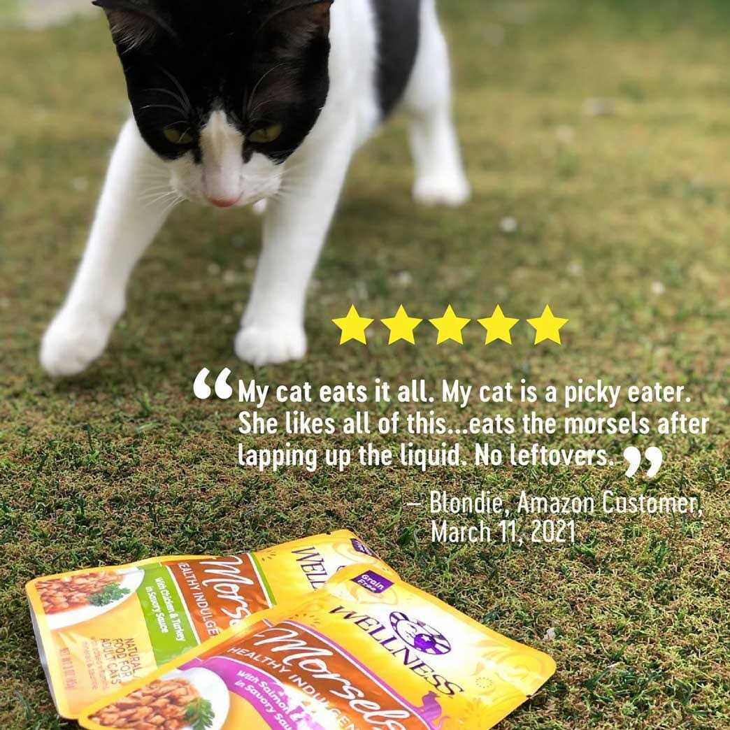 Wellness Healthy Indulgence Natural Grain Free Wet Cat Food Morsels Variety Pack - Healthber