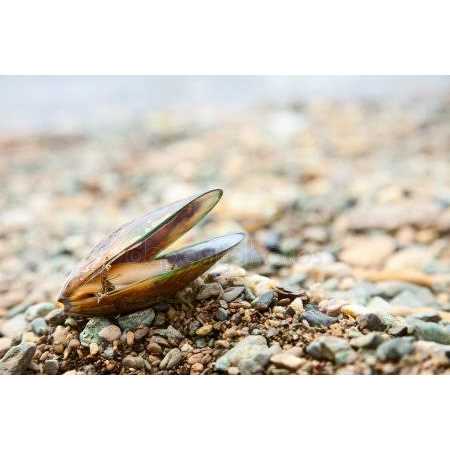 Green Lipped Mussel Omega 3 & 6 Joint & Inflammation Support* The Petz Kitchen* - Healthber