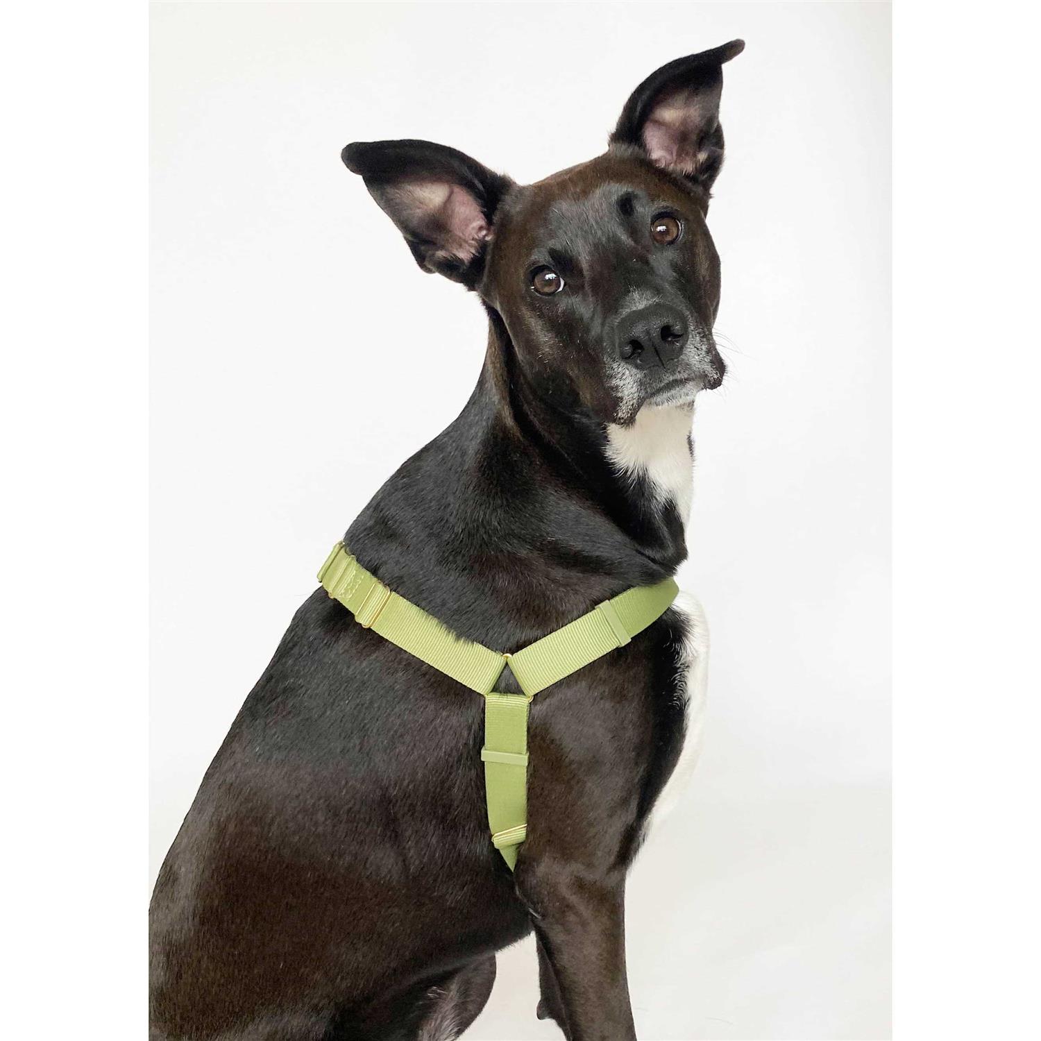 Awoo Roam Harness - Healthber