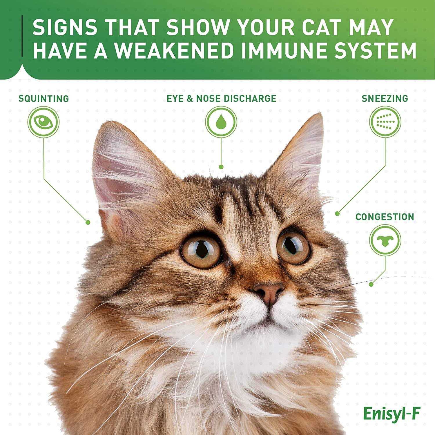 Vetoquinol Enisyl-F Lysine Bites L-Lysine Chews for Cats & Kittens - Healthber