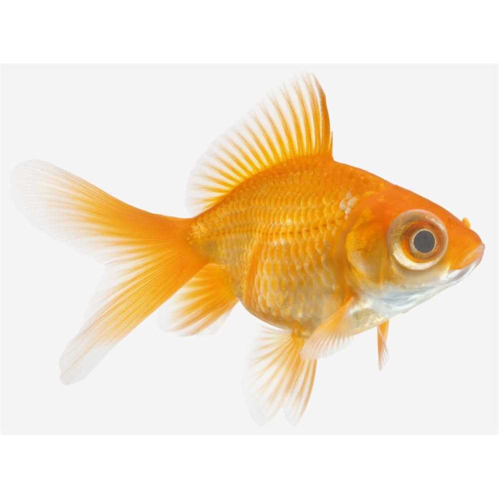 Seachem KanaPlex - Healthber