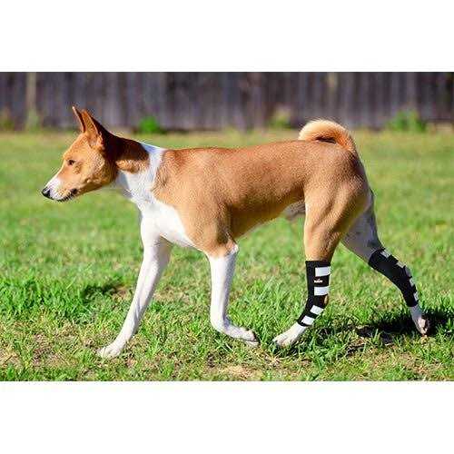NeoAlly Dog Rear Leg Hock Metal Spring Strips - Healthber