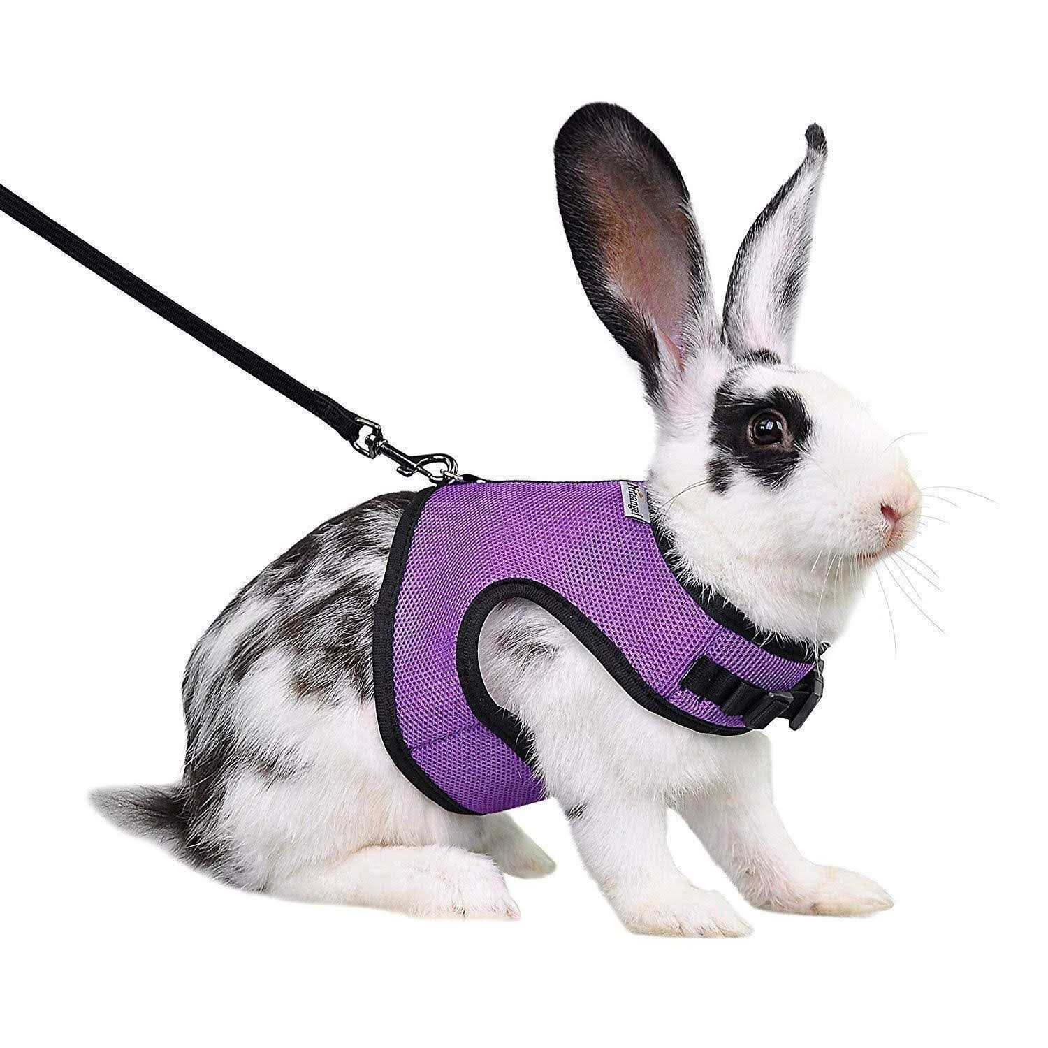 Niteangel Adjustable Soft Harness with Elastic Leash for Rabbits - Healthber
