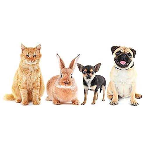 Bunny Go Here (20x15x5, Lavender) - Healthber