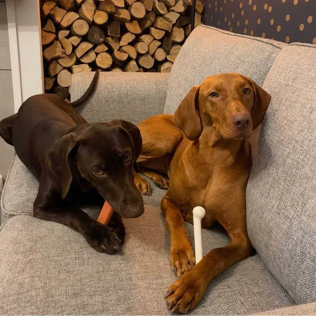 Nylabone Chew - Healthber