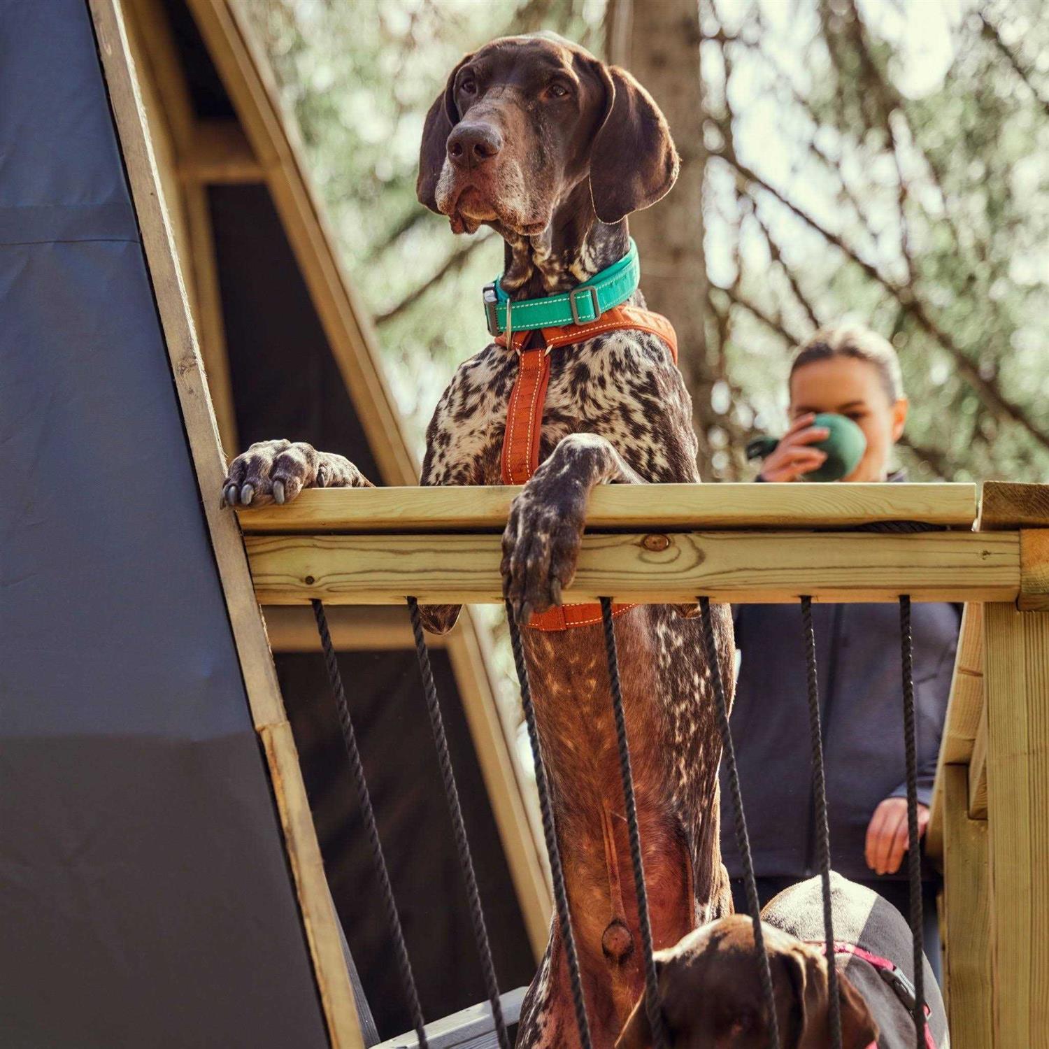 Hurtta Casual Dog Y-harness ECO - Healthber