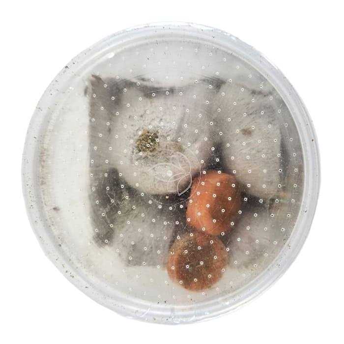 Josh’s Frogs Banded Crickets Live Feed Reptile Food - Healthber