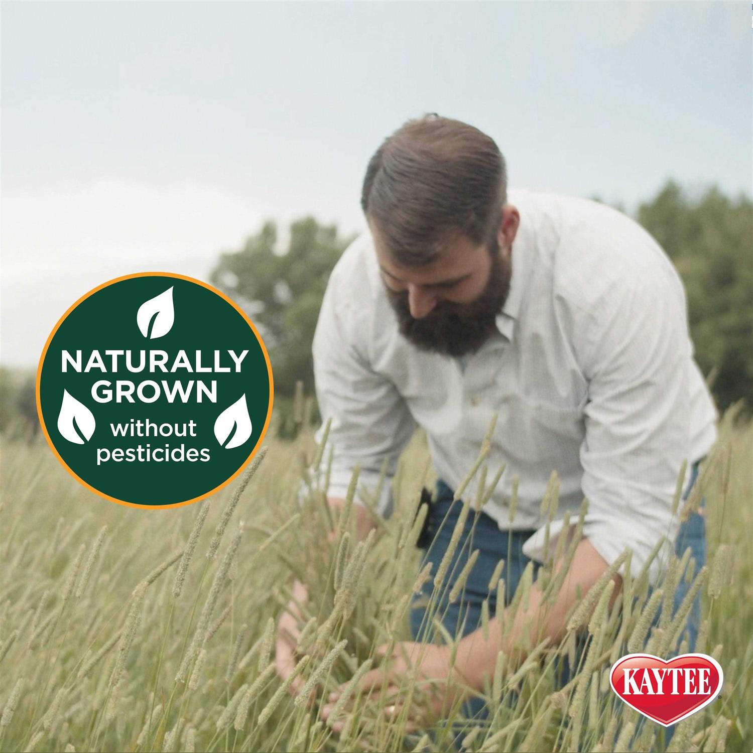 Kaytee Timothy Hay Plus - Healthber