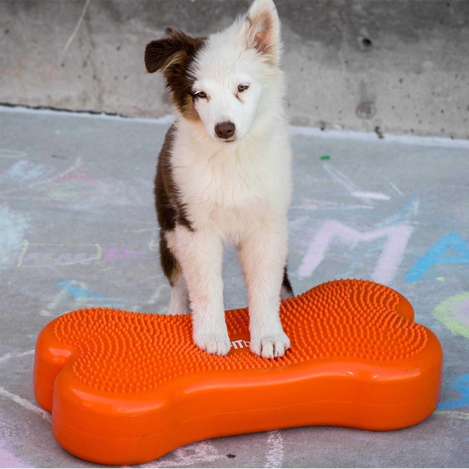 FitPAWS K9FITbone Agility Training - Healthber