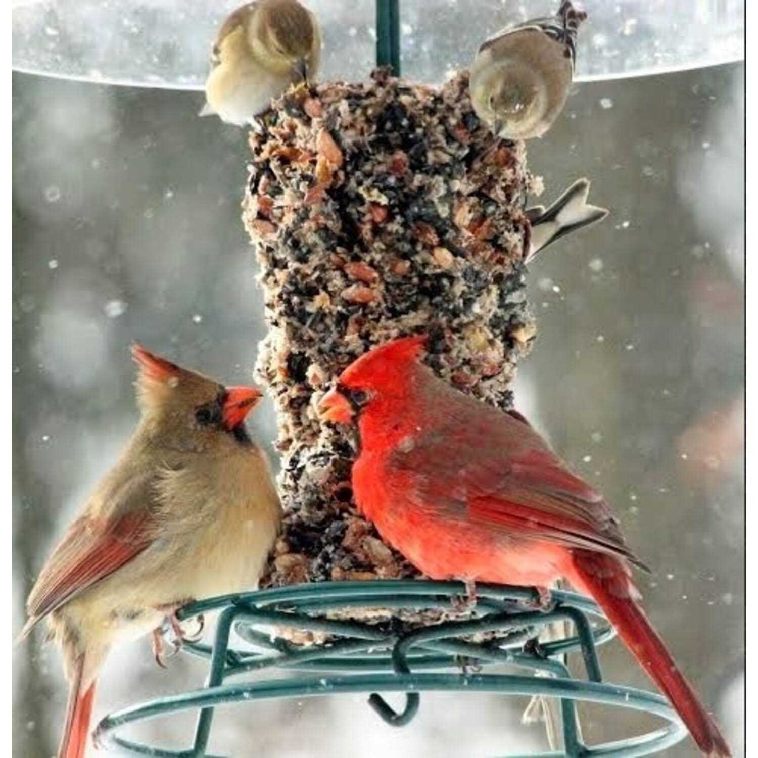 Mr. Bird Woodpecker Feast Cylinder - Healthber