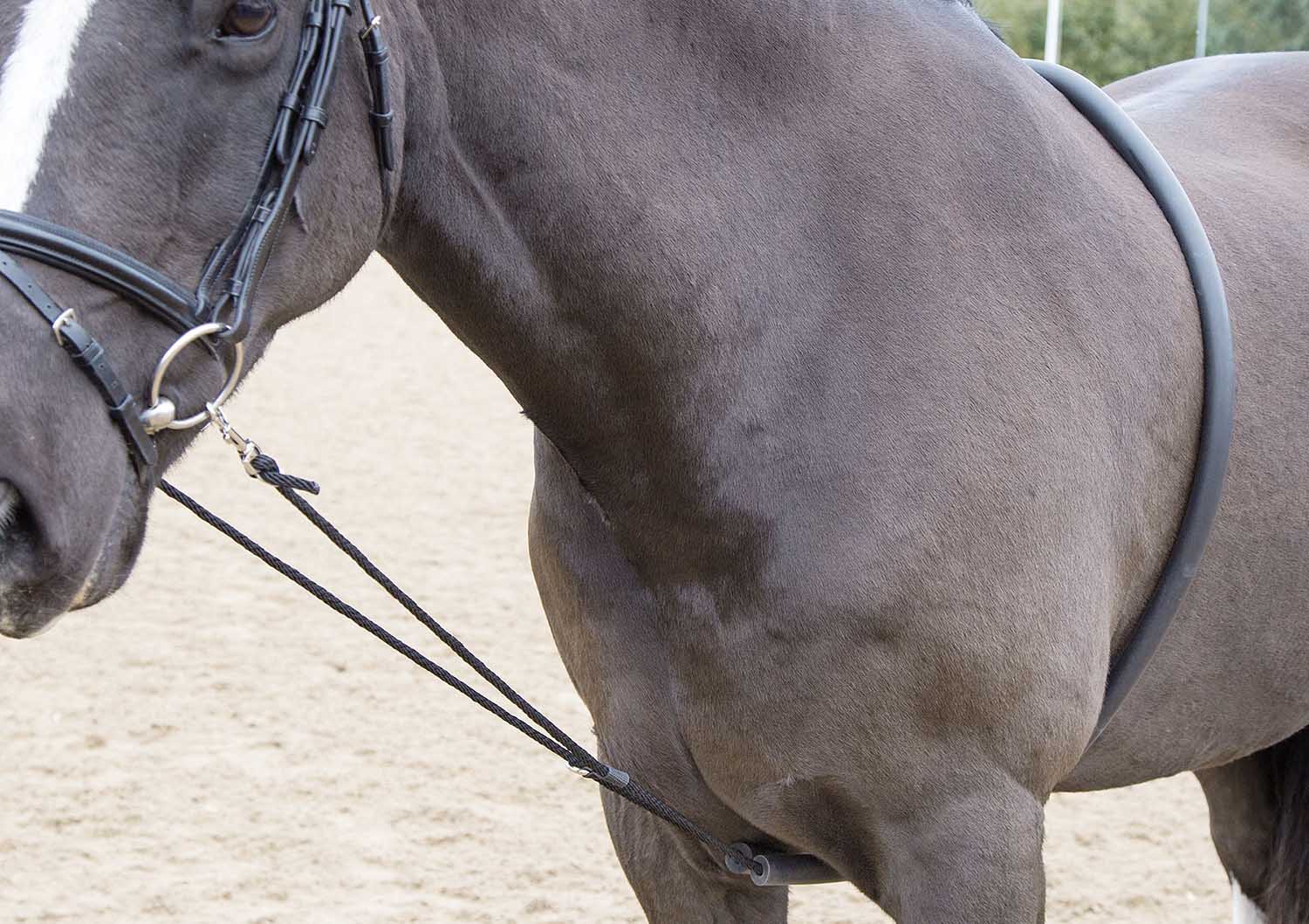Shires Soft Lunge Aid - Healthber
