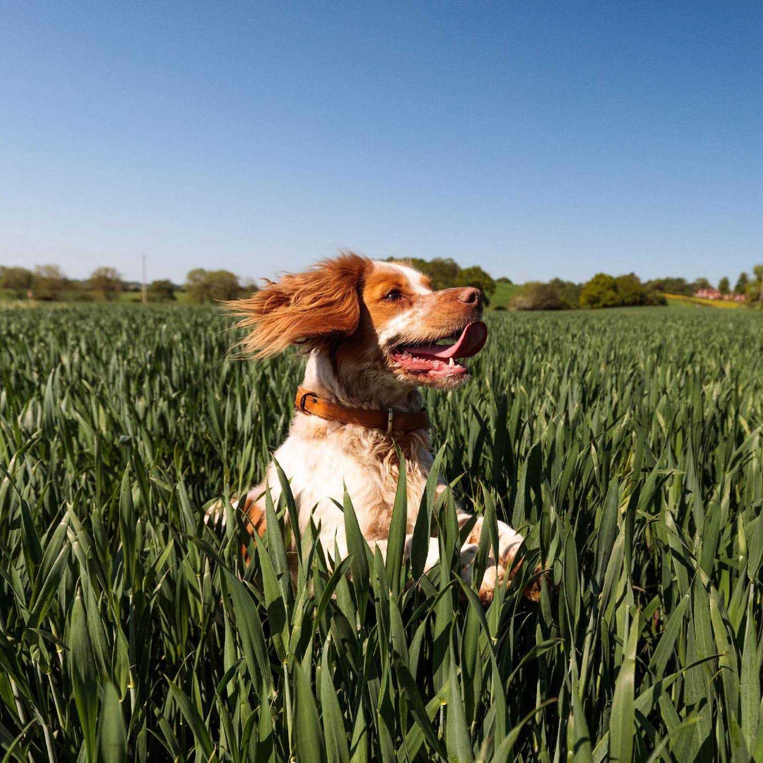 Nutro Max Dry Dog Food Adult Recipe - Healthber