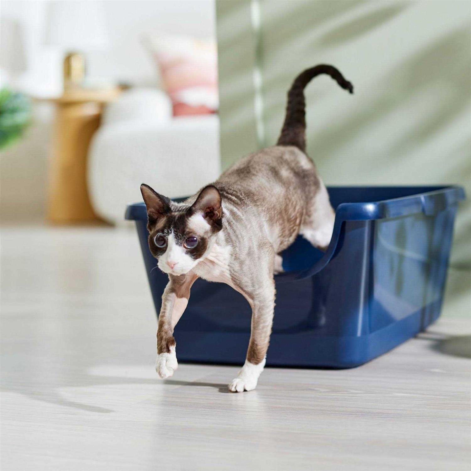 Frisco High Sided Cat Litter Box - Healthber
