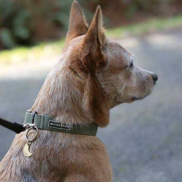 Wilderdog Waterproof Collar - Healthber