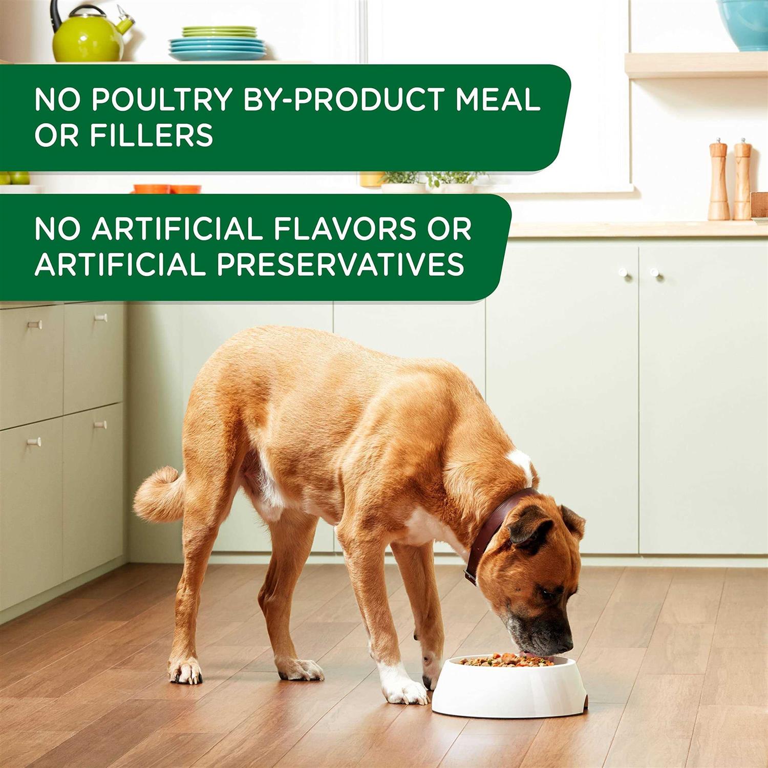 Rachael Ray Nutrish Wet Dog Food Chicken & Apple - Healthber