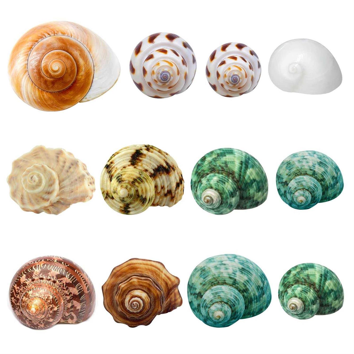 Giftvest Hermit Crab Shells Medium and Large 12PCS Growth Turbo Seashells Size 1.4-3.2 for Small Medium and Large Crabs - Healthber