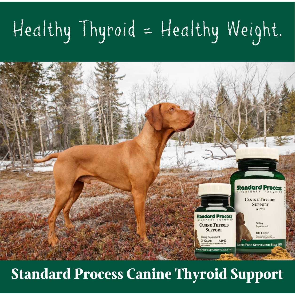 Canine Thyroid Support - Healthber