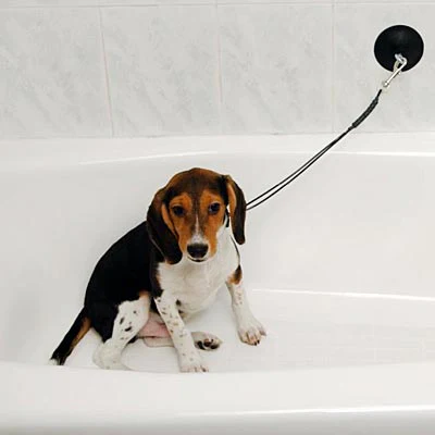 Dog Stay 'n Wash Grooming Noose - Healthber