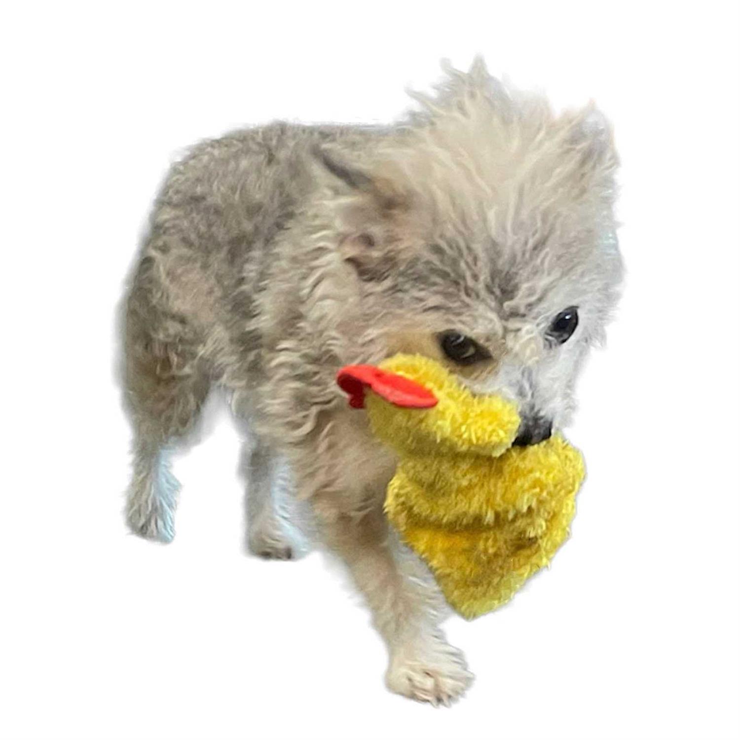 Piggy Poo and Crew Chicken and Egg Paper Crinkle Squeaker Toys - Healthber