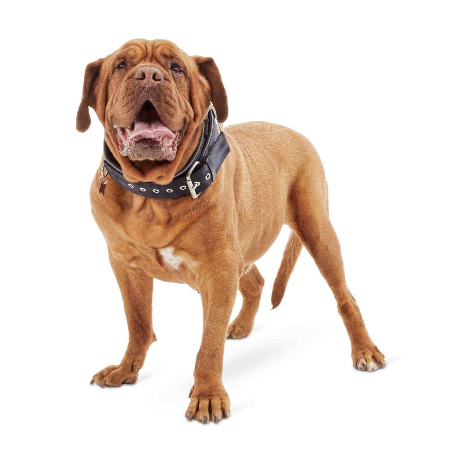 Good2go Dog New Good2go Red Collar Big Dogs - Healthber
