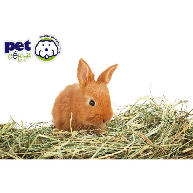 Kaytee Forti-Diet Timothy Select Rabbit Food - Healthber