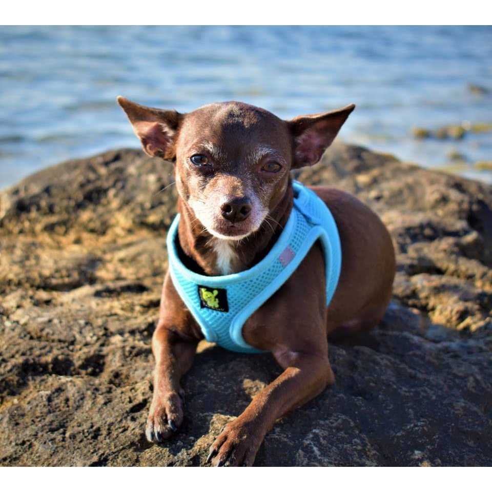 EcoBark Step in Dog Harness Soft Mesh Dog Harnesses and Small Dogs Eco-Friendly - Healthber
