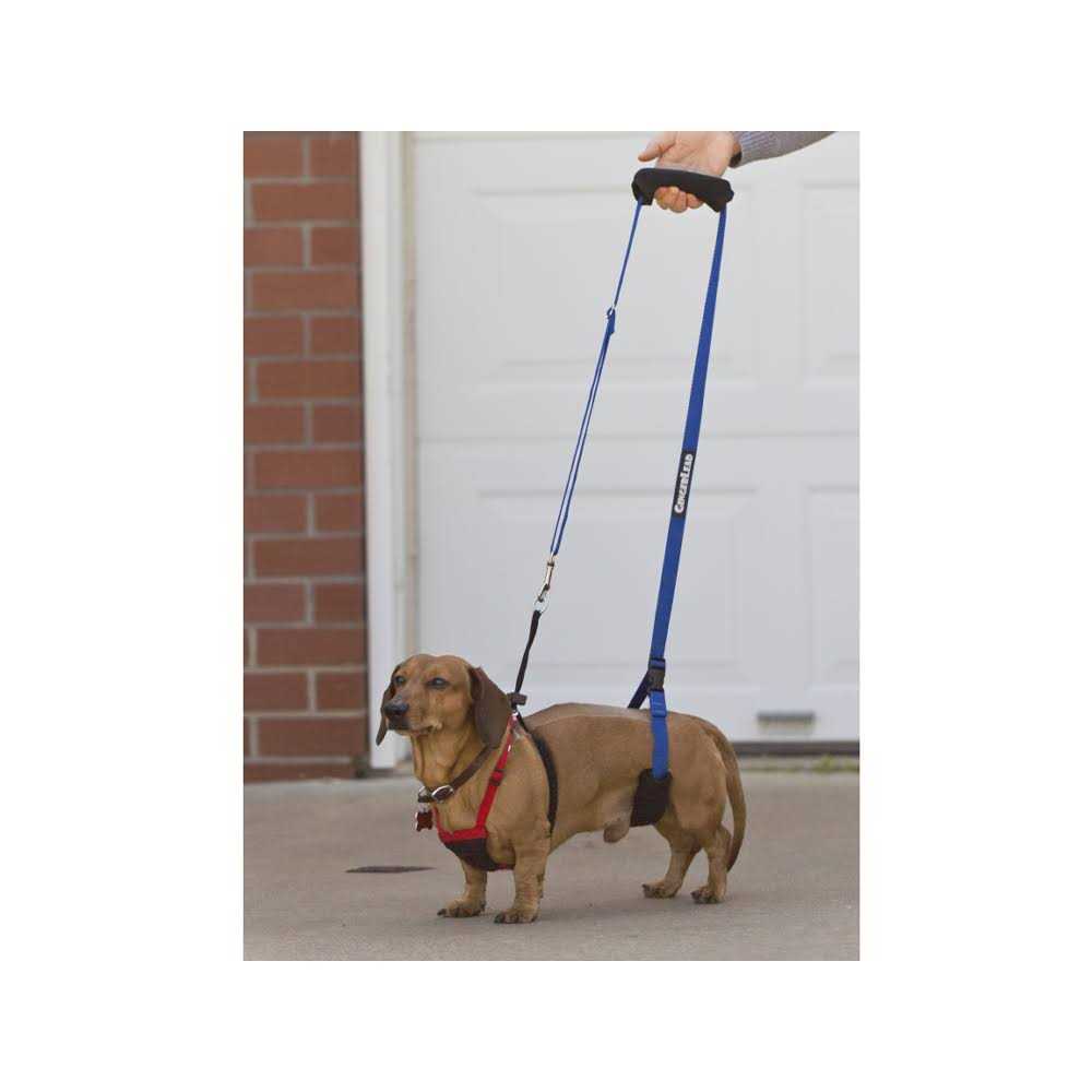 GingerLead Dog Support Rehabilitation Harness - Healthber