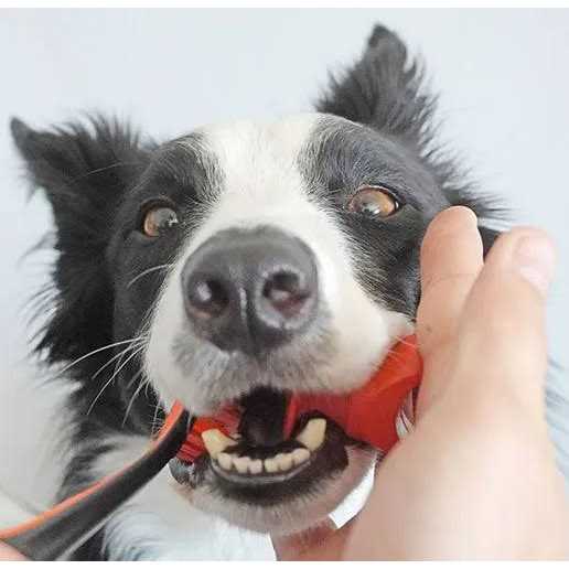 Paw Ready Bite Block Pet Toothbrushing Aid for Puppies, Dogs and Cats - Healthber