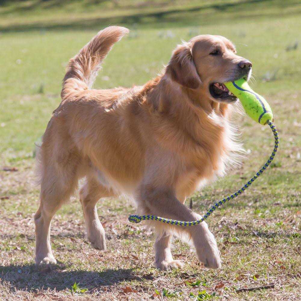 Kong Dog Squeaker Stick - Healthber