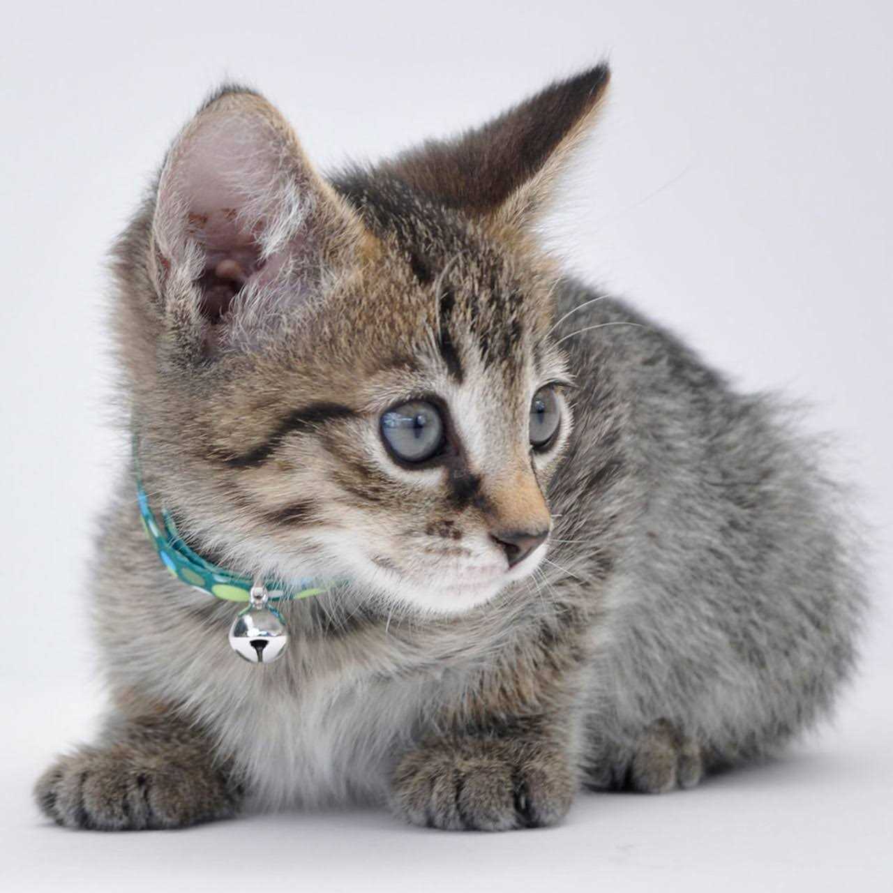 Li’l Pals Adjustable Breakaway Kitten Collar - Healthber