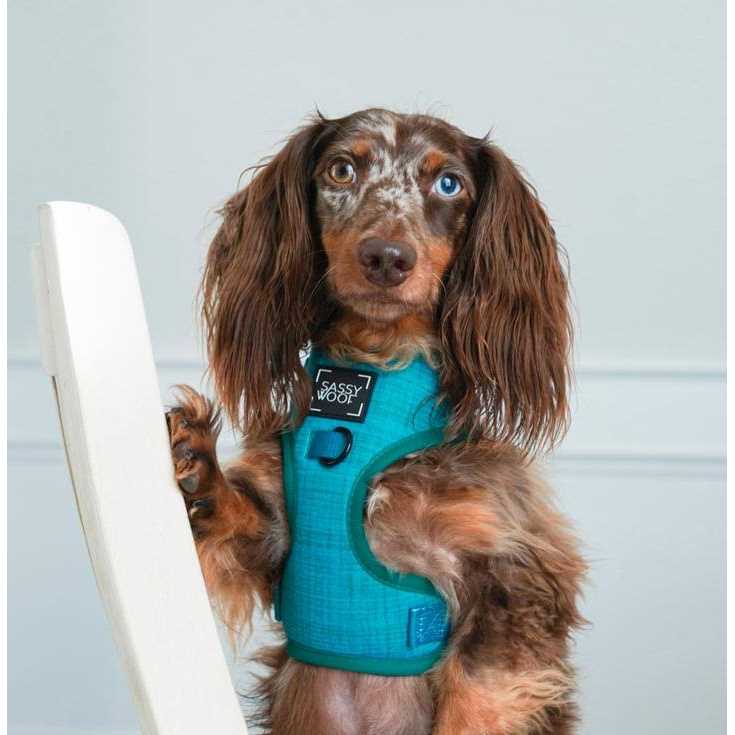 Adjustable Harness Sassy Woof - Healthber
