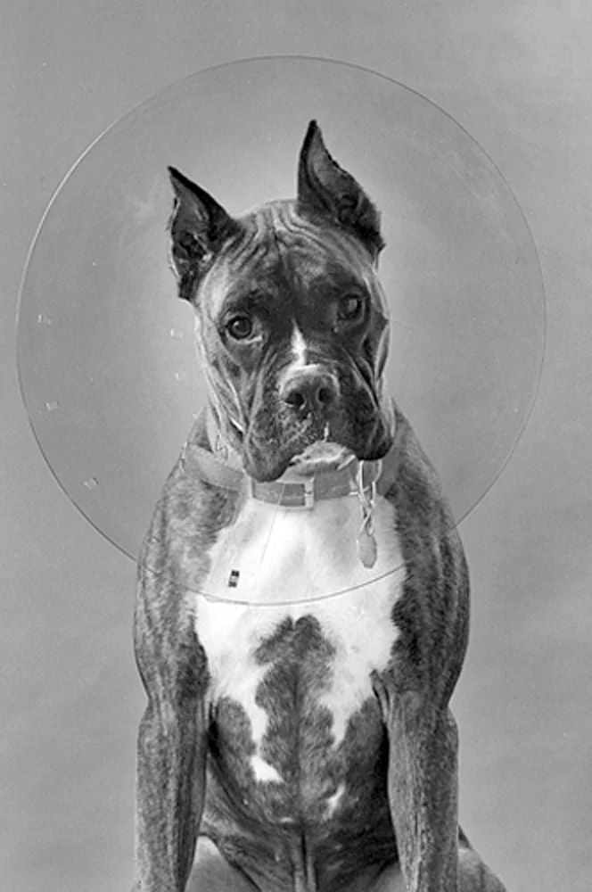 ClearCollar Elizabethan Restraint Collar, Size 18 - Healthber
