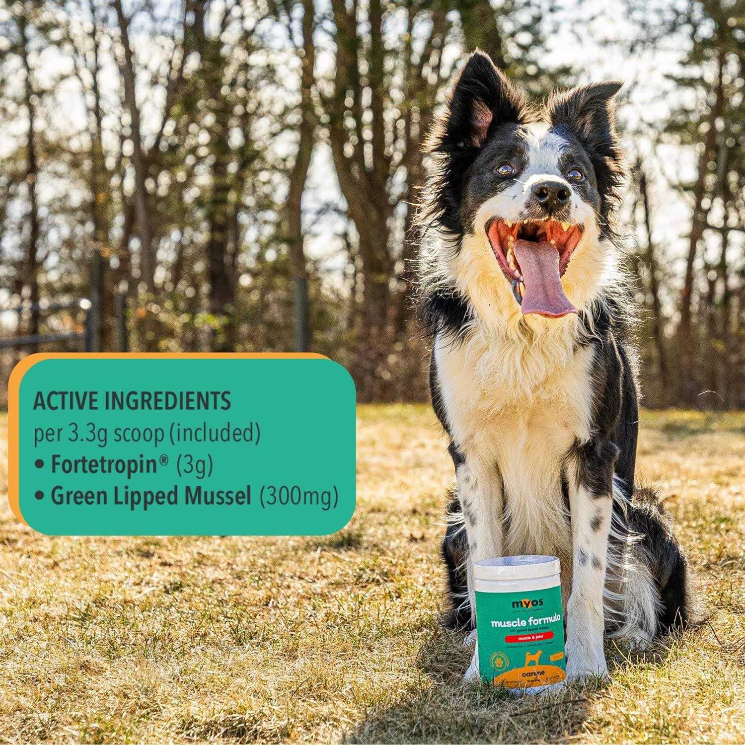 MYOS Canine Muscle & Joint Formula with Green Lipped Mussel Powder Dog Supplement - Healthber