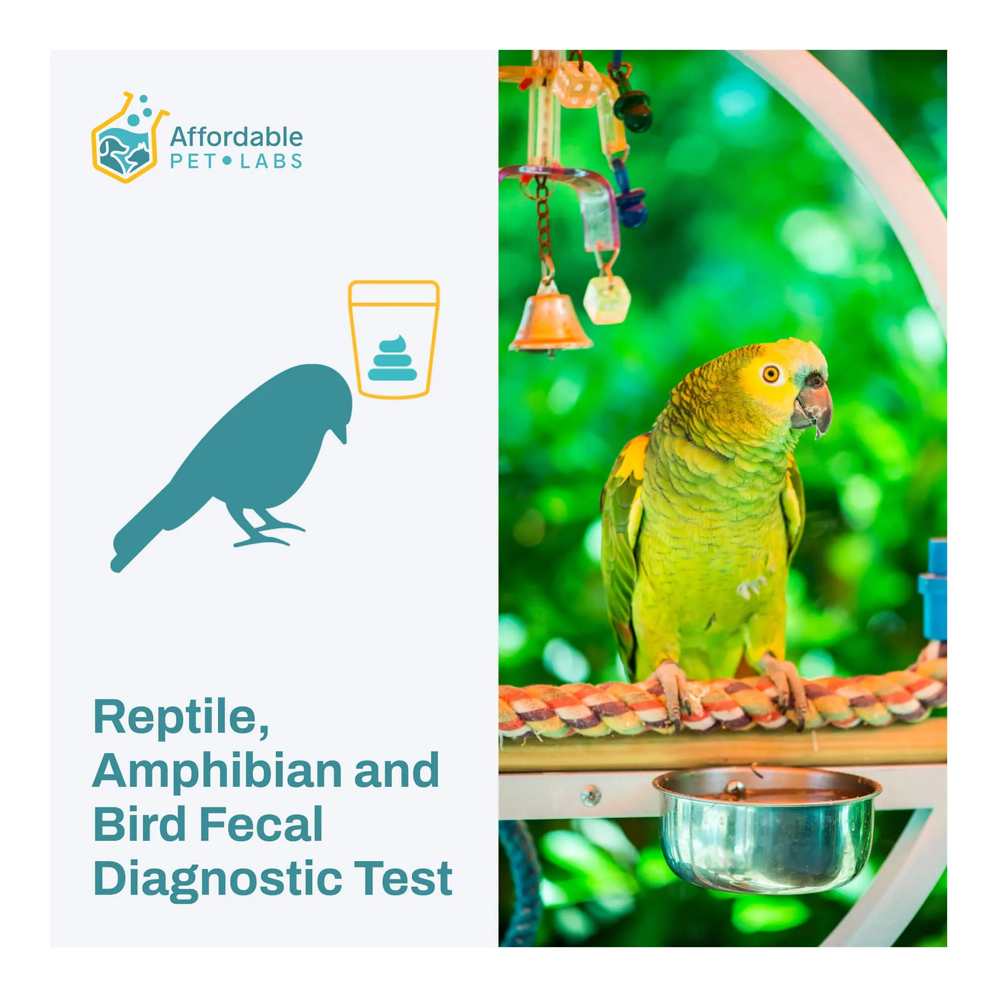 Affordable Pet Labs - Reptile, Amphibian & Bird Fecal Diagnostic Test, Easy Home Kit - Healthber
