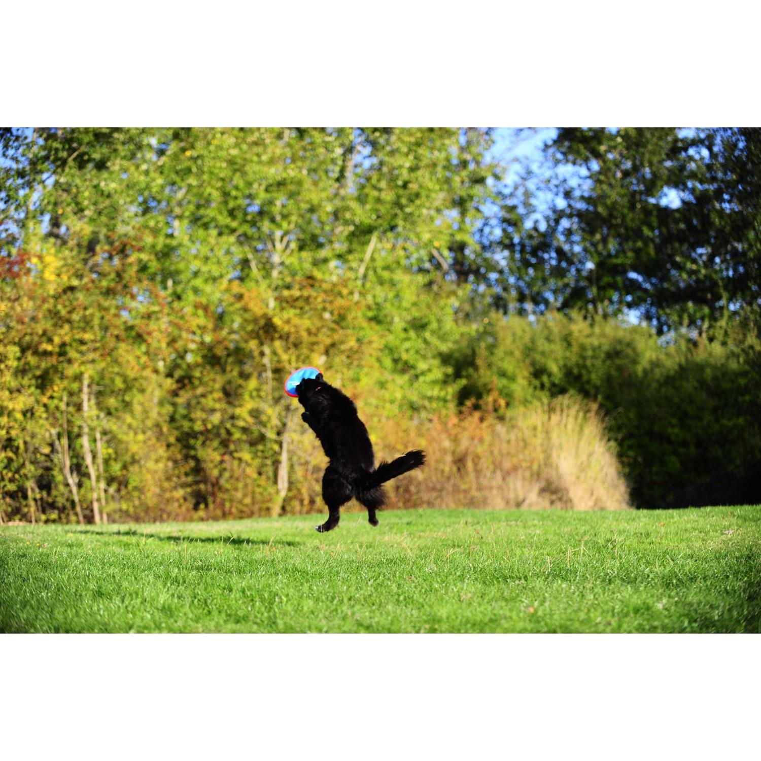 Chuckit! Paraflight Dog Toy - Healthber