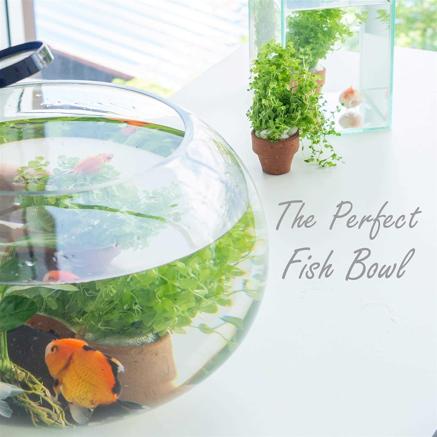 Cys Excel Large Glass Bubble Bowl Multiple Size Choices Fish Bowl Vase - Healthber