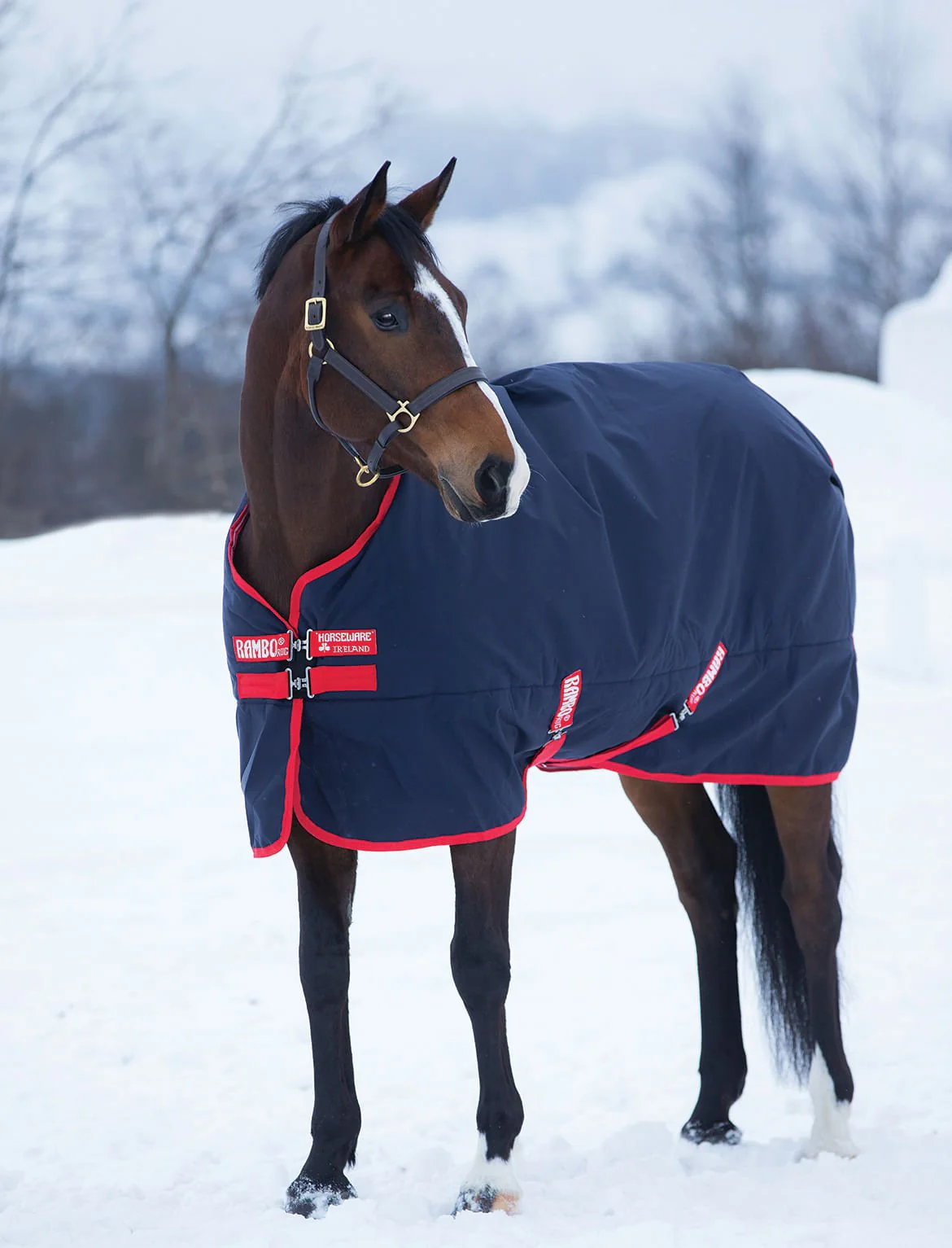 Rambo Original Medium Weight Horse Turnout Blanket - Healthber