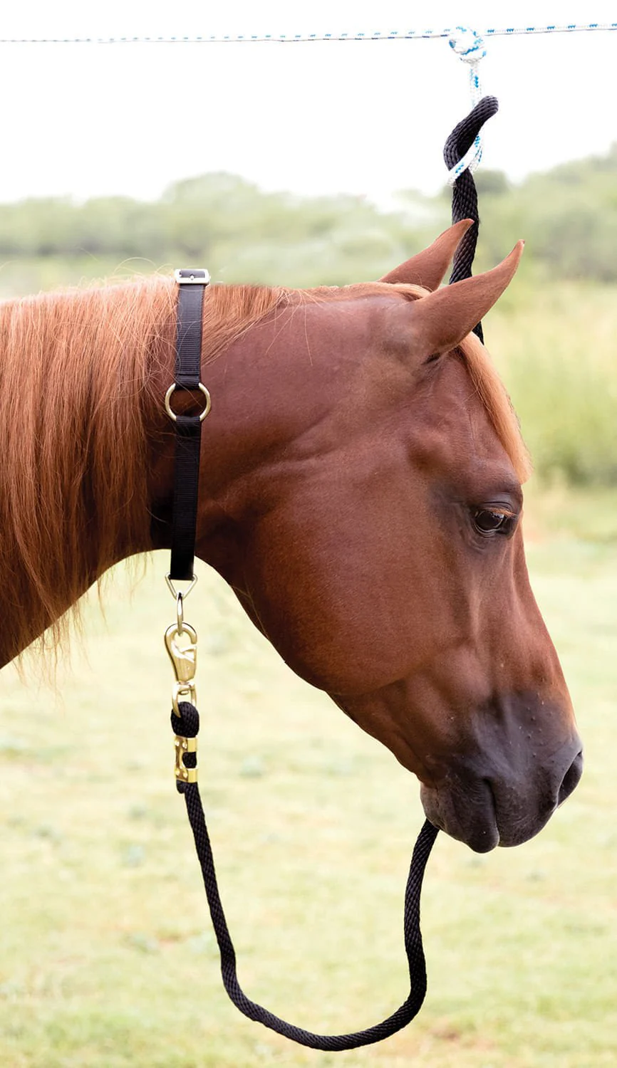 Mustang Horse Neck Collar, 1