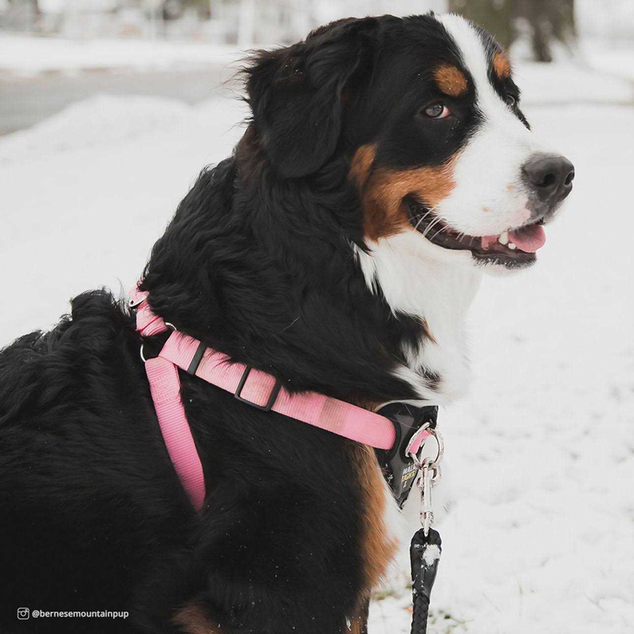 Coastal Pet Walk Right Padded Harness - Healthber