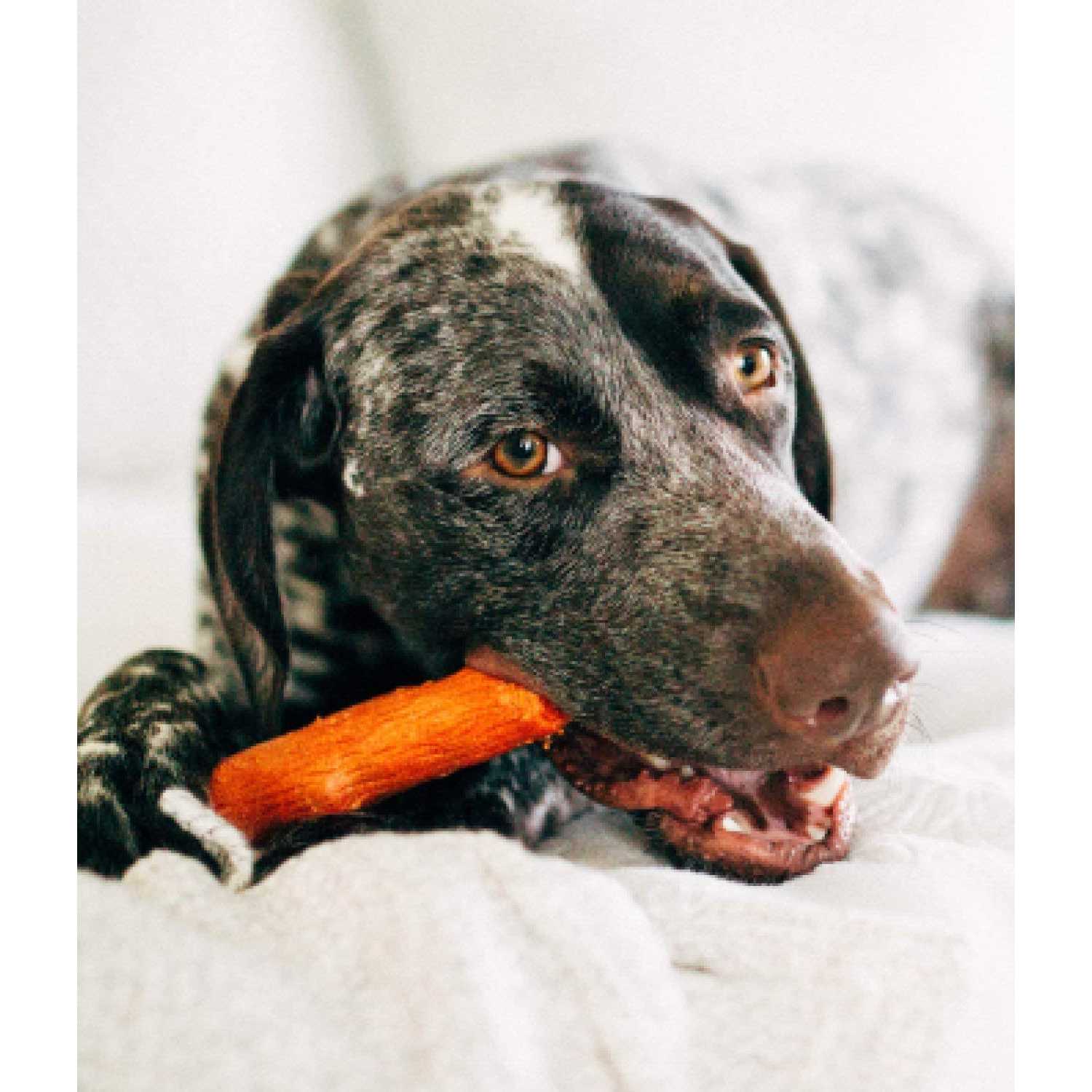 Petstages Medium Dogwood Calming Dog Chew Toy - Healthber