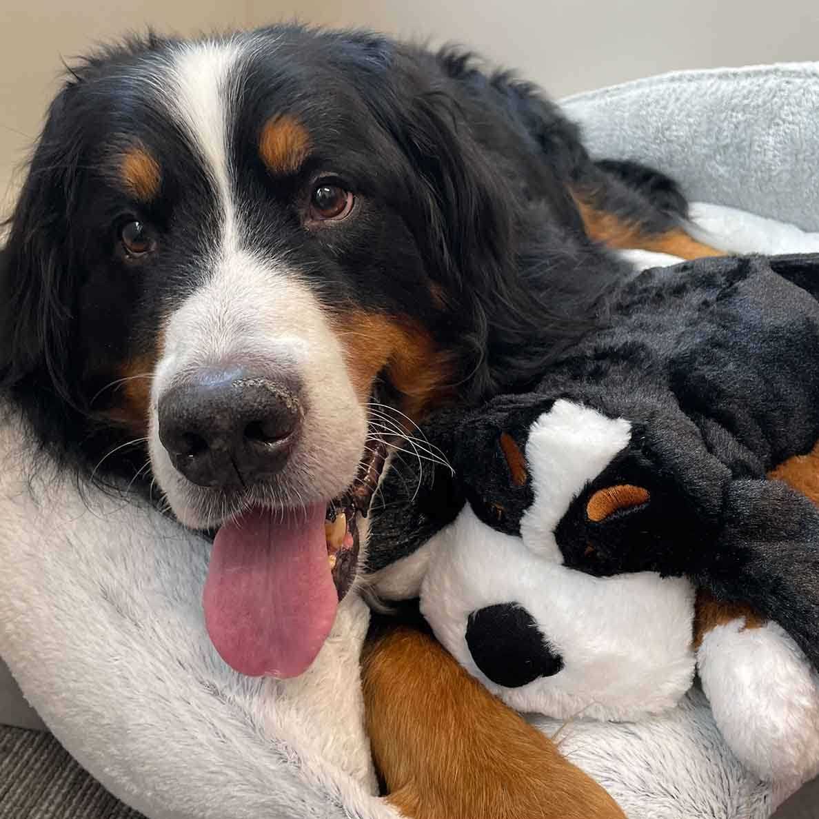 Snuggle Puppy Plus Smart Heartbeat Toy for Pet Anxiety Relief - Healthber